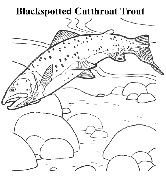 fish pictures for coloring. Print and Color Activity!