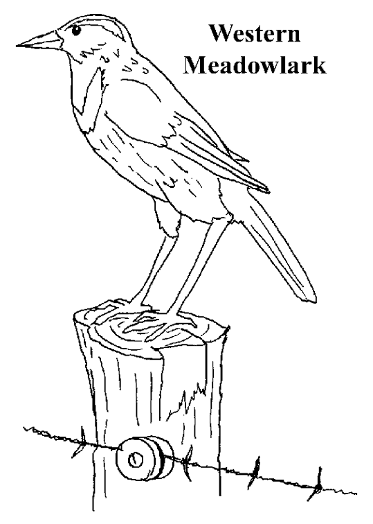 825 Simple Kansas State Bird Coloring Page with Animal character