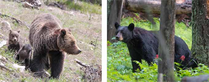Grizzly bear sow with cubs, and a black bear.