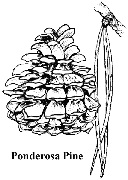 tall pines coloring pages - photo #7