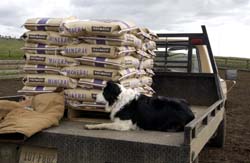 Farm dog helping out