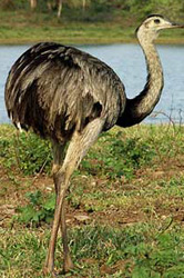 Rhea, National Geographic