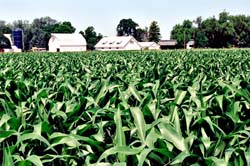 A field of corn.