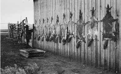 Coyote pelts. Property of the Montana Historical Society Photograph Archives. Material may be protected by copyright law (Title 17 U.S. Code).