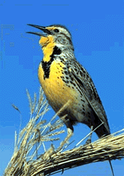Western Meadowlark