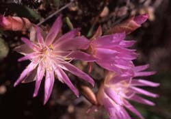 Bitterroot Flower