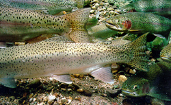 Blackspotted Cutthroat Trout Blackspotted Cutthroat Trout