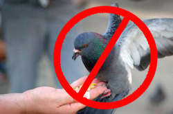 Don't feed the birds