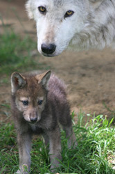 Wolf and cub