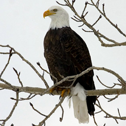 Bald eagle, photo provided courtesy of Jaime and Lisa Johnson Bald eagle, photo provided courtesy of Jaime and Lisa Johnson