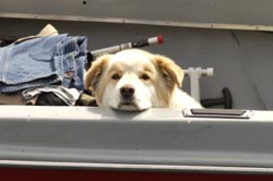 Dog in fishing boat Dog in fishing boat
