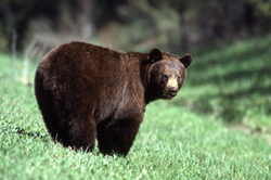 Bear in the Bob Marshall Wilderness Bear in the Bob Marshall Wilderness