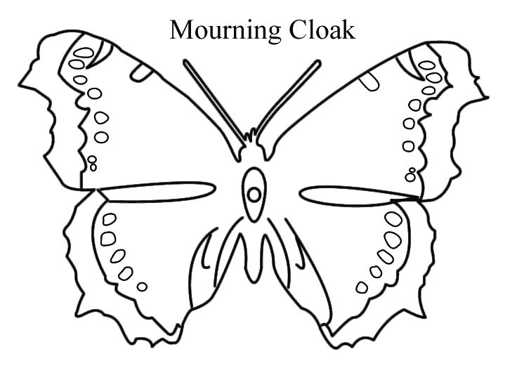Mourning Cloak