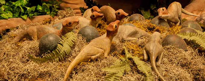 Juvenile Maiasaura and eggs in nest.