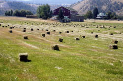 A field of hay bales.