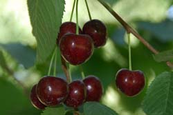 Cherries