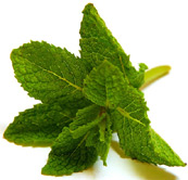 Mint leaves