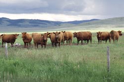 Fenced cattle