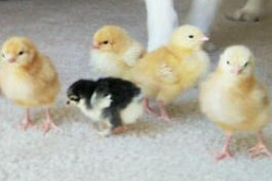 Chicks