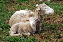 Ewe and lamb