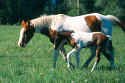 Mare and Colt