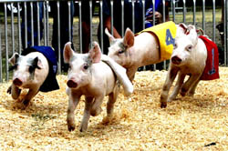 Pig race