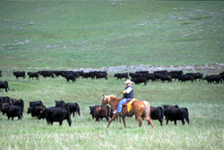 Montana's Cattle Industry | Montana Kids