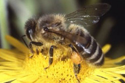 Bee gathering pollen to make honey