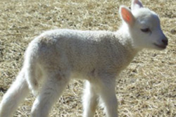 Lamb