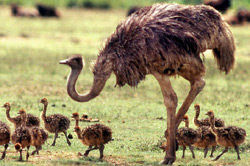 Ostrich family