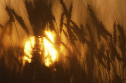Sun setting over a field of wheat.