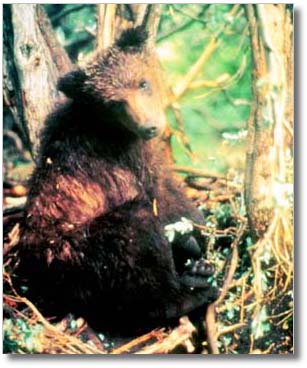Bear cub.