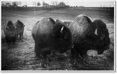 Bison Property of the Montana Historical Society Photograph Archives. Material may be protected by copyright law (Title 17 U.S. Code).