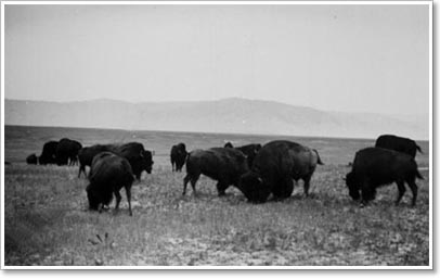 Bison. Property of the Montana Historical Society Photograph Archives. Material may be protected by copyright law (Title 17 U.S. Code).