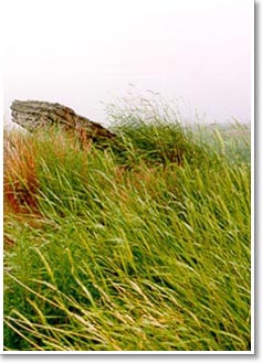 Prairie grass