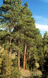 Ponderosa Pine