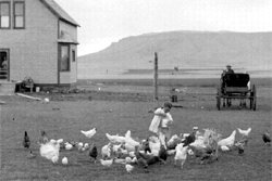 Historic farmyard scene with chickens