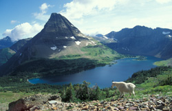 Mountains and mountain goat