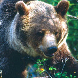 Grizzly Bear