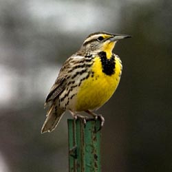 Western Meadowlark, photo provided courtesy of Jaime and Lisa Johnson