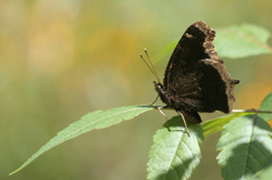 Mourning Cloak Butterfly