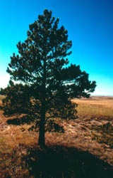 Ponderosa Pine