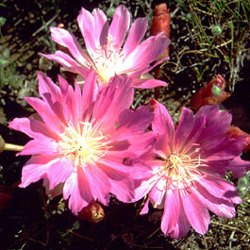 Bitterroot Flower