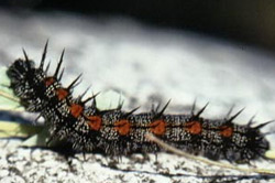 Mourning Cloak caterpillar