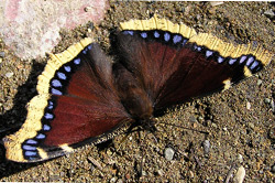 Mourning Cloak Butterfly