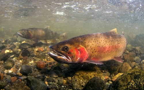Blackspotted Cutthroat Trout