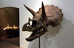 Tricertops Skull.