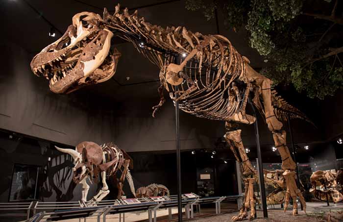 an image of Museum of the Rockies, Bozeman