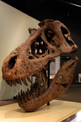 T Rex Skull