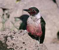 Lewiss Woodpecker